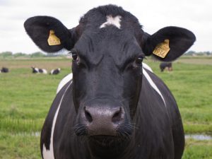 Cow Possession Crime